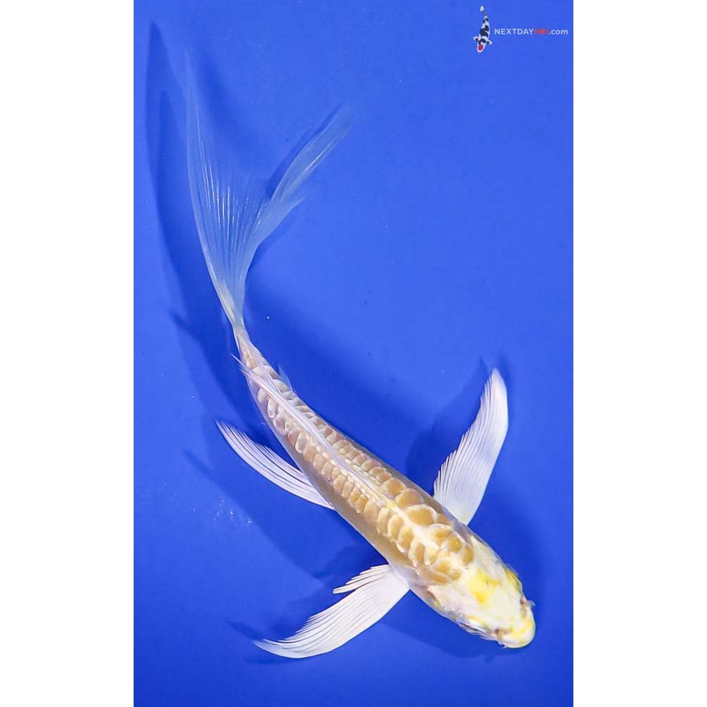 5.5” Imported Doitsu Yamabuki Ogon Butterfly Koi