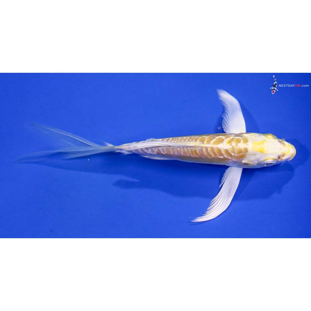 5.5” Imported Doitsu Yamabuki Ogon Butterfly Koi