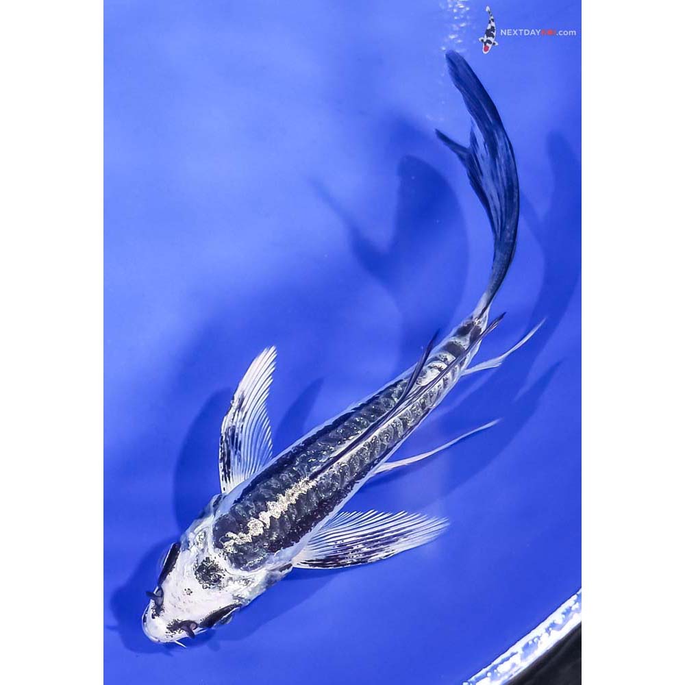 4.5” Imported Kikokuryu Butterfly Koi