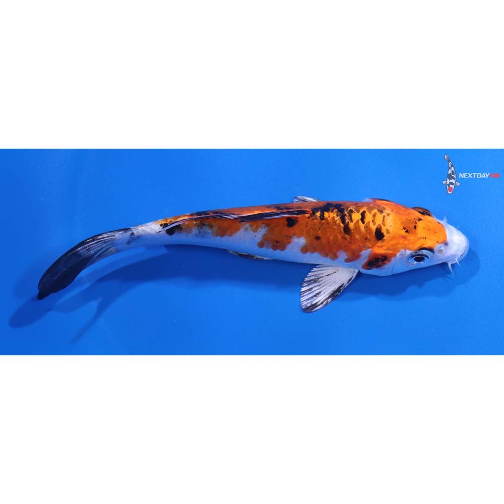5” Imported Yamato Nishiki
