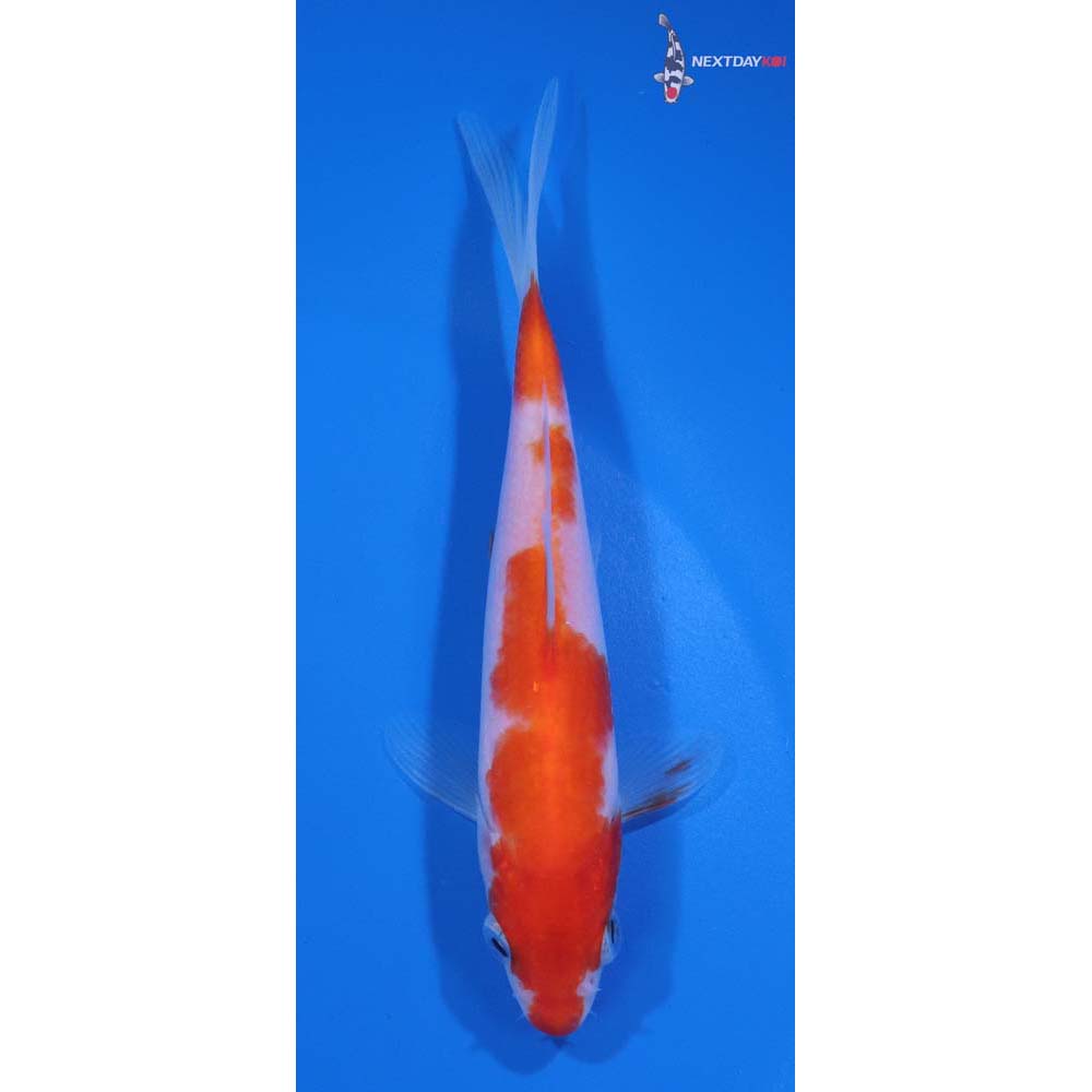 5” Imported Kohaku