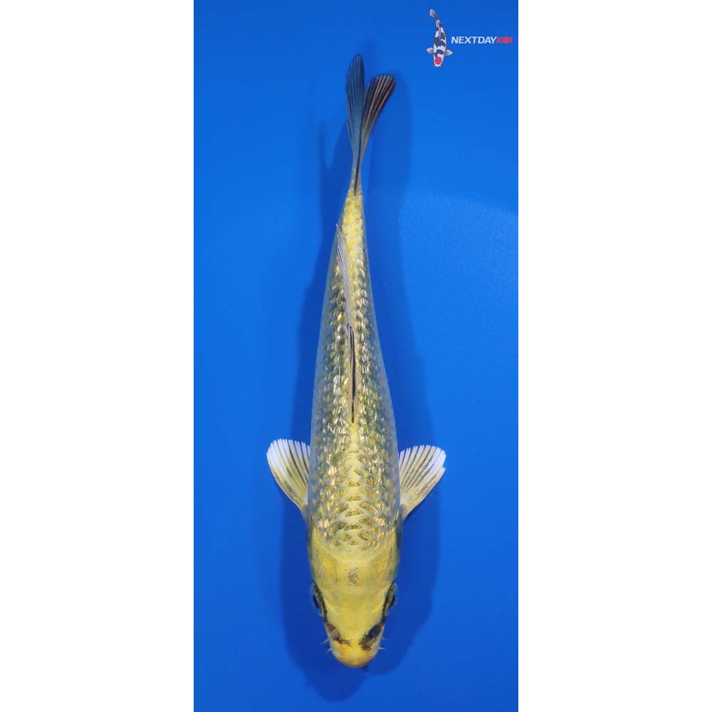 5” Imported Gin Rin Ki Matsuba