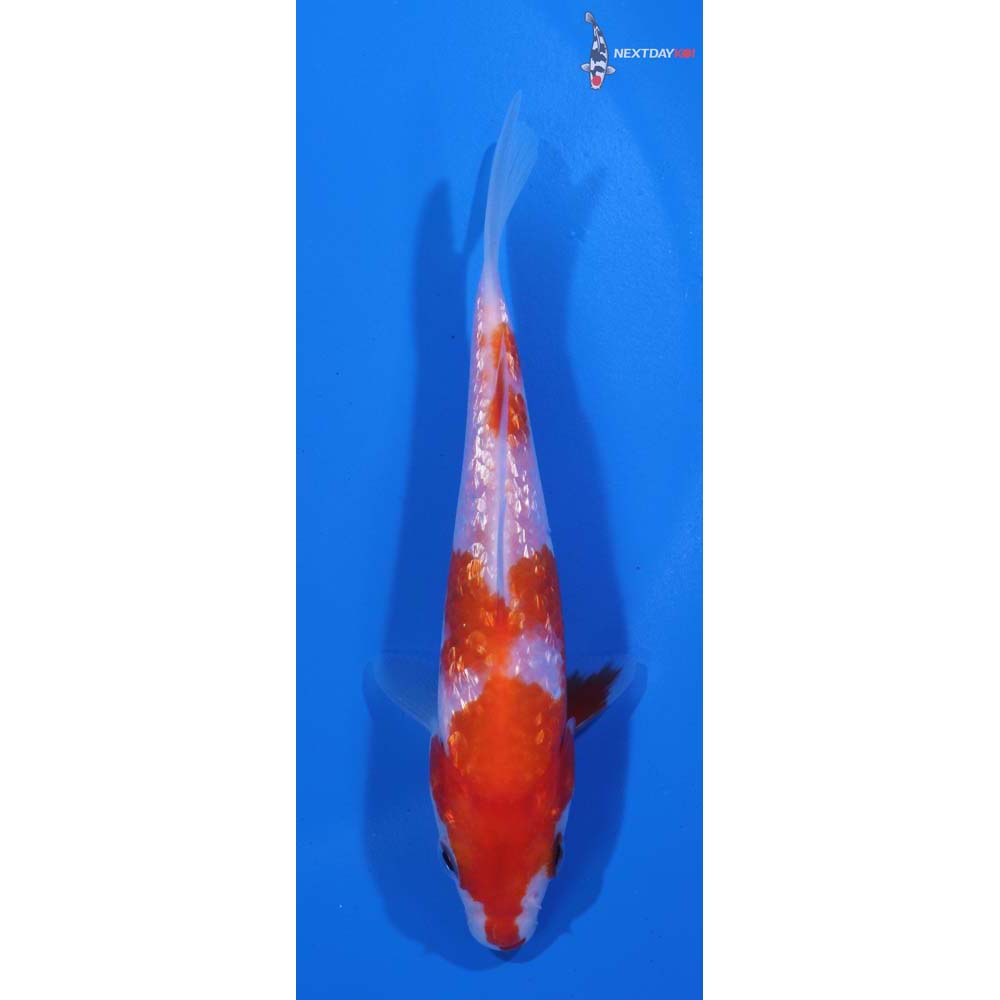 5” Imported Gin Rin Kohaku
