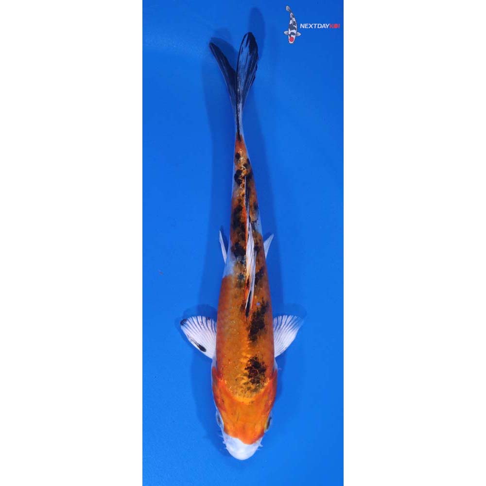 5” Imported Yamato Nishiki
