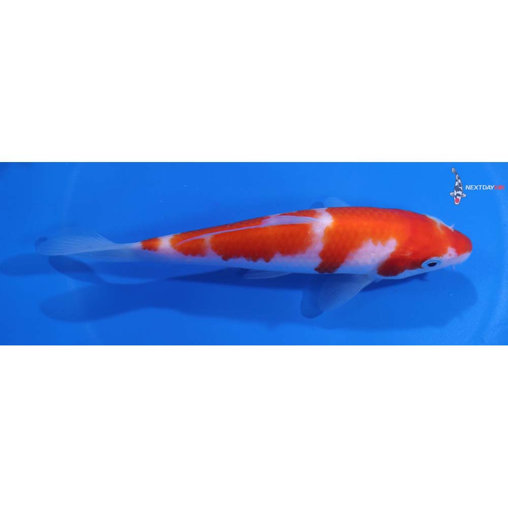 5.5” Imported Kohaku