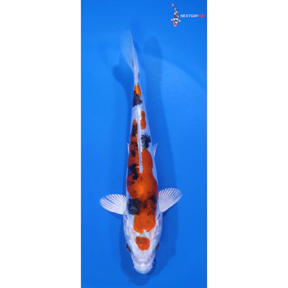 5.5” Imported Heisei Nishiki