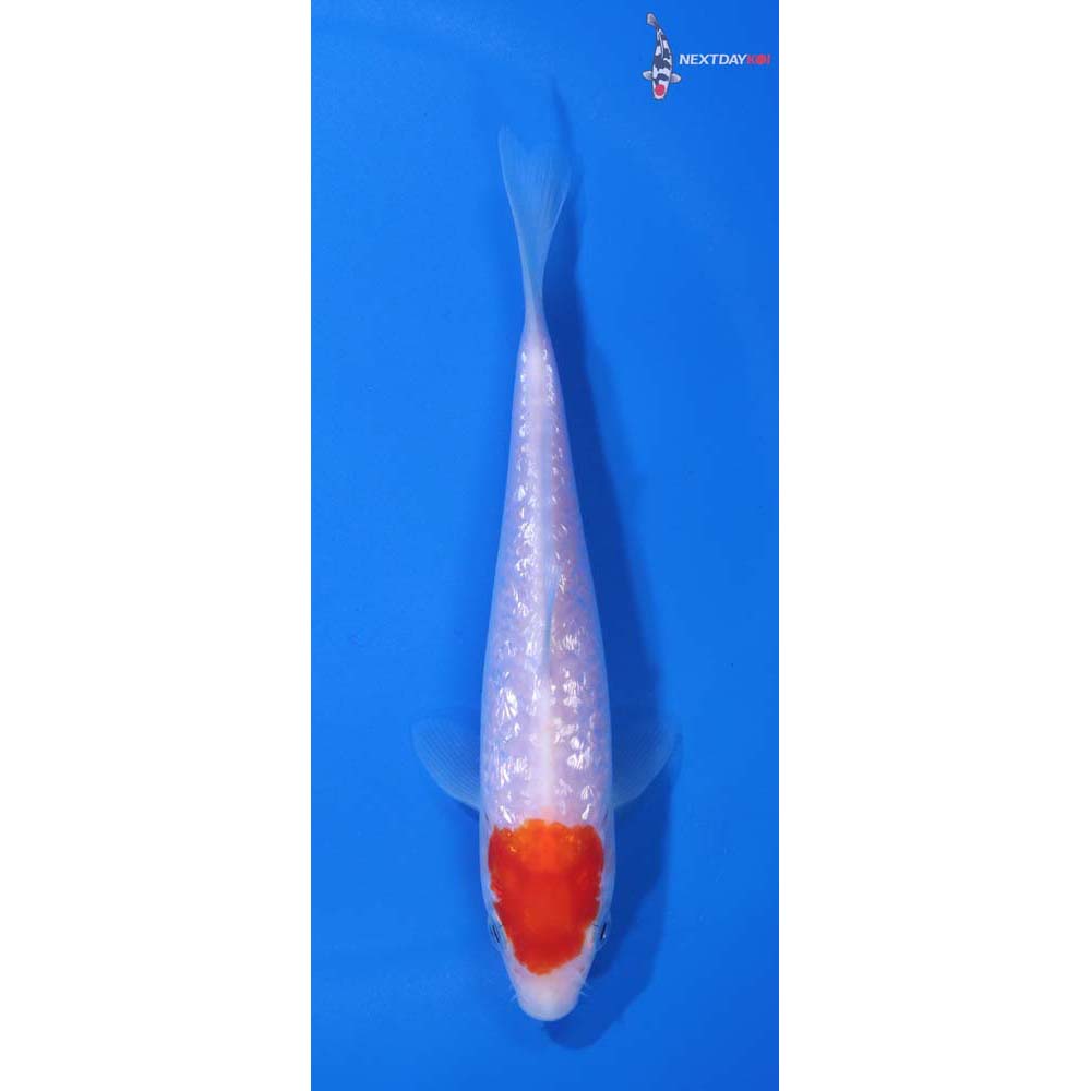 5.5” Imported Gin Rin Kohaku