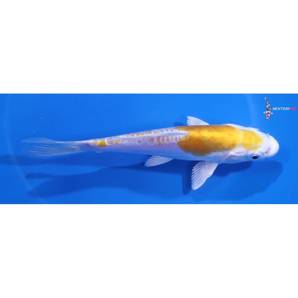 5.5” Imported Doitsu Lemon Hariwake