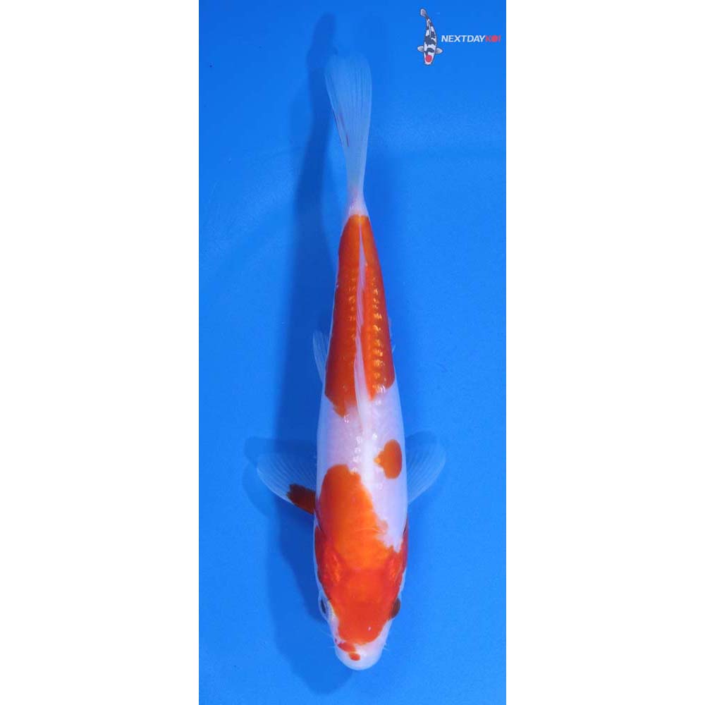 5.5” Imported Doitsu Kohaku