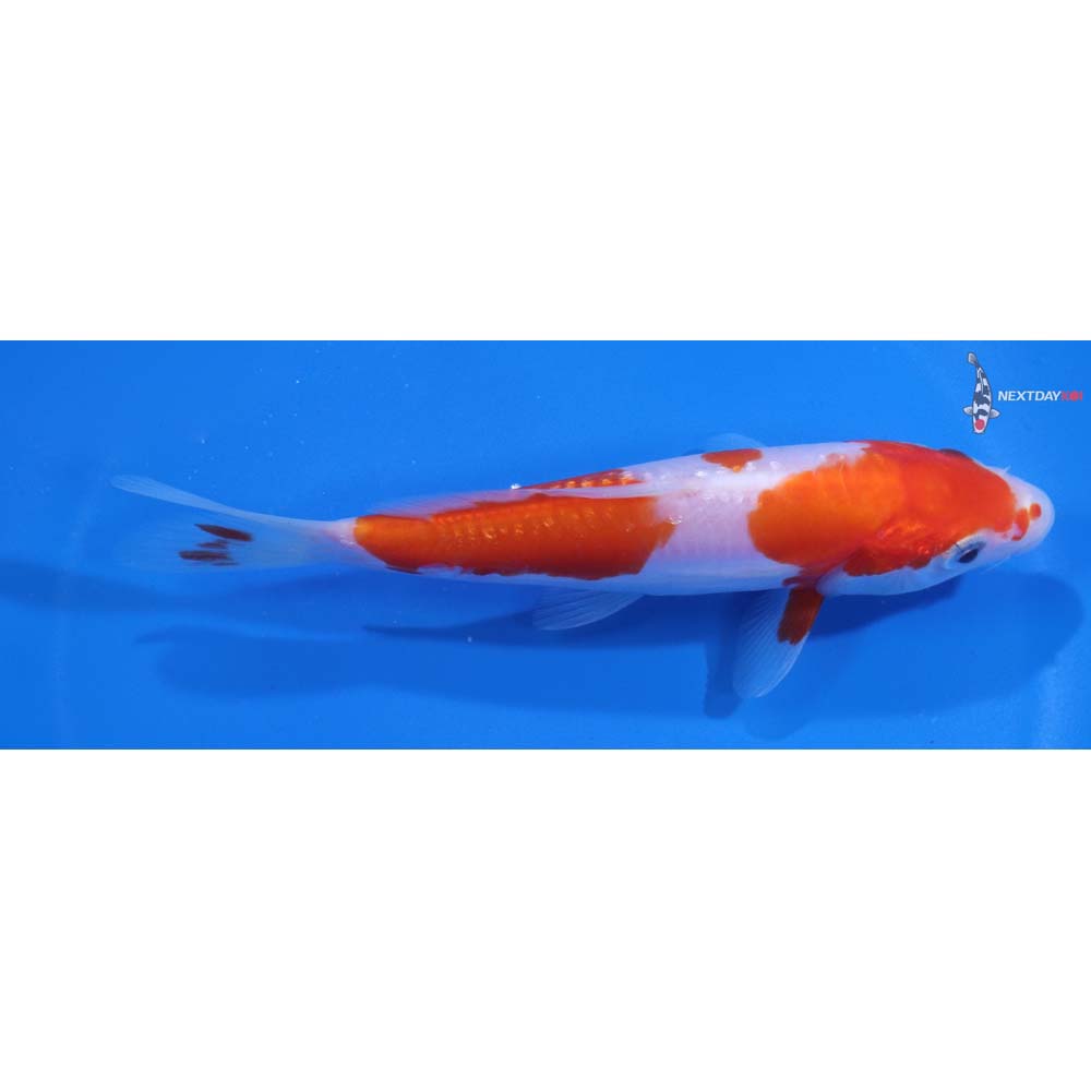 5.5” Imported Doitsu Kohaku
