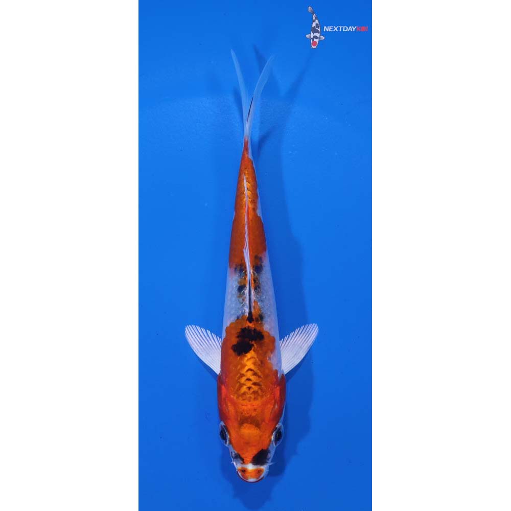 5” Imported Yamato Nishiki