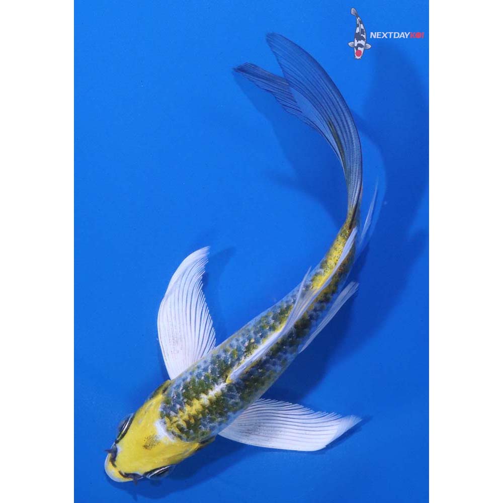 5.5” Imported Kujaku Butterfly Koi