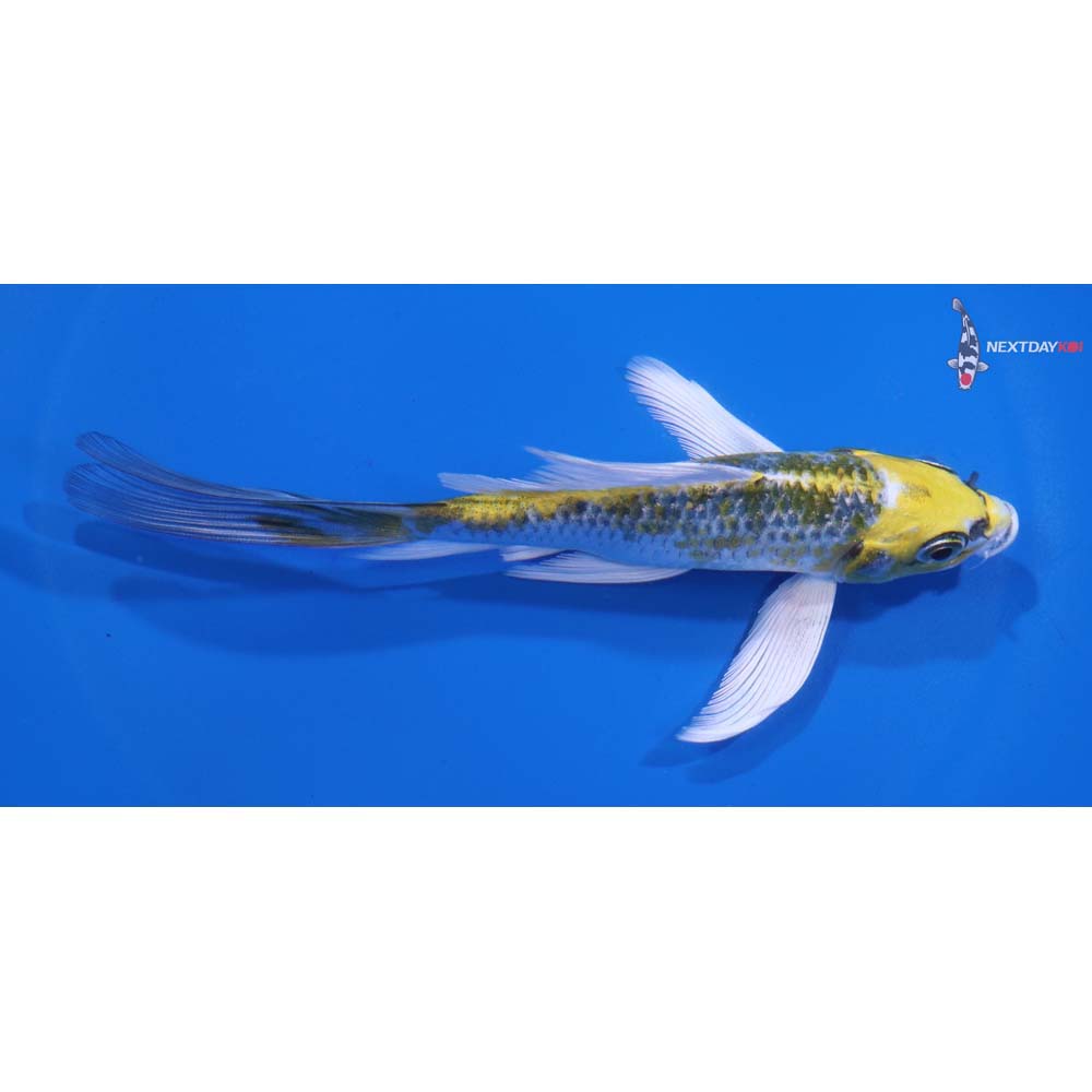 5.5” Imported Kujaku Butterfly Koi