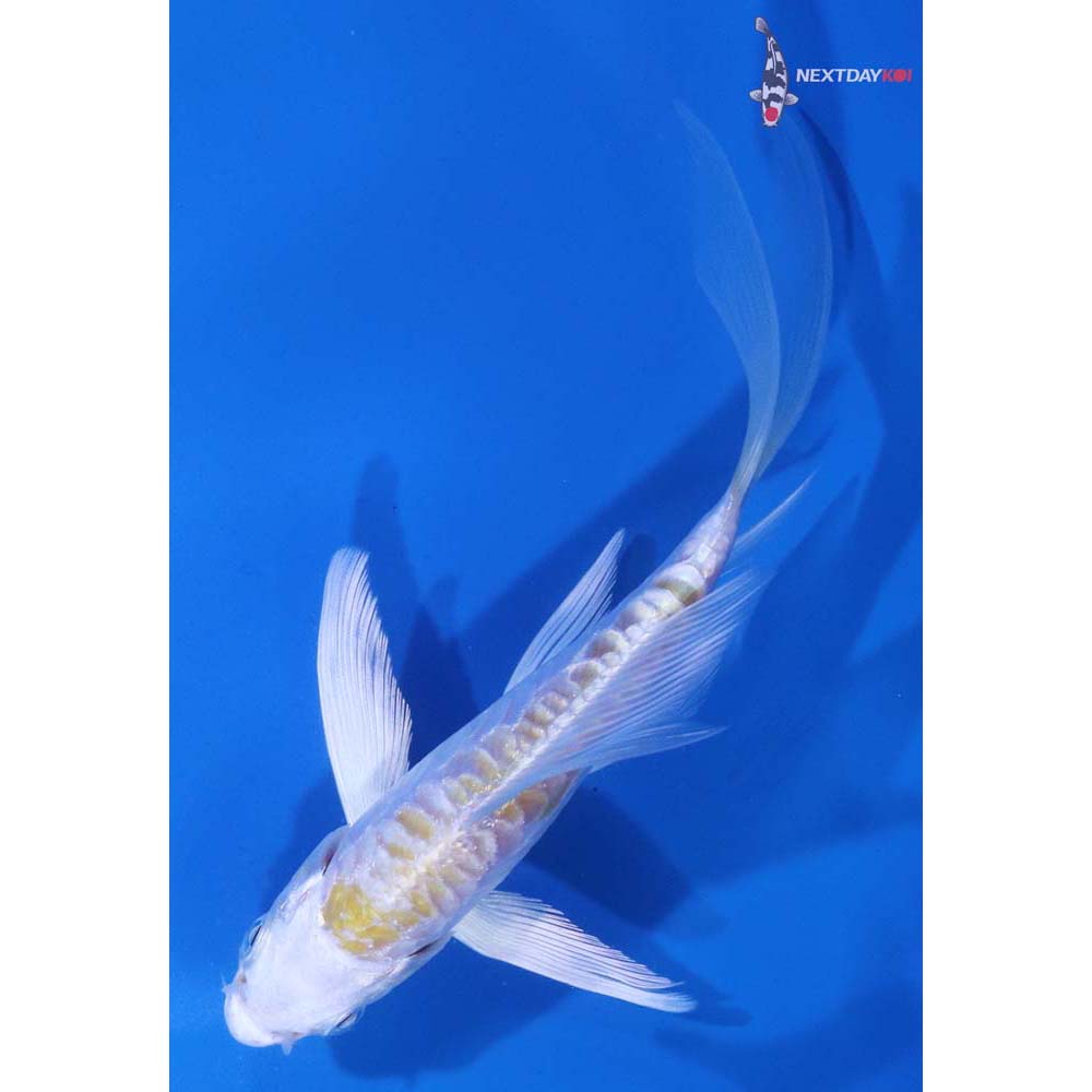 5.5” Imported Armor Scaled Lemon Hariwake Butterfly Koi