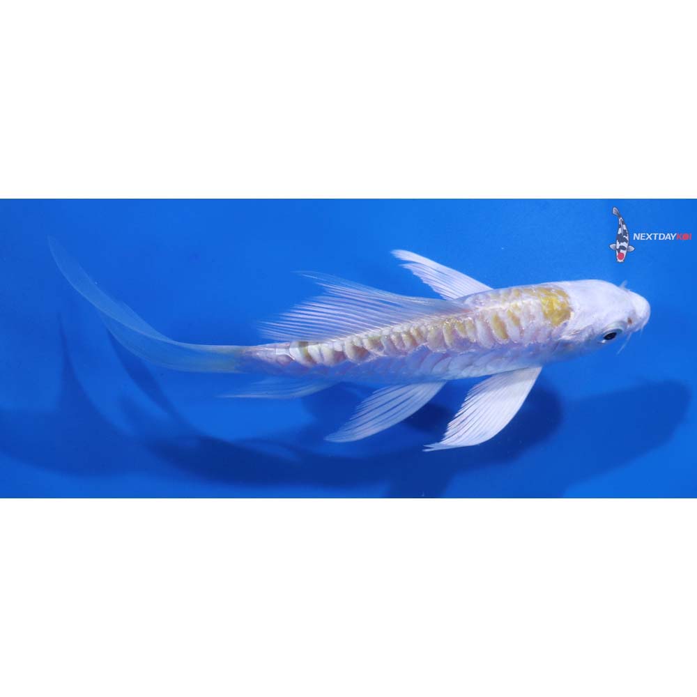 5.5” Imported Armor Scaled Lemon Hariwake Butterfly Koi