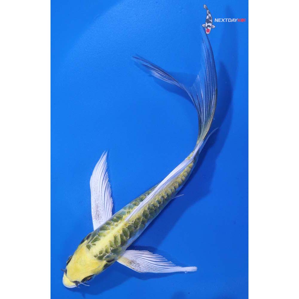 6” Imported Armor Scaled Kujaku Butterfly Koi