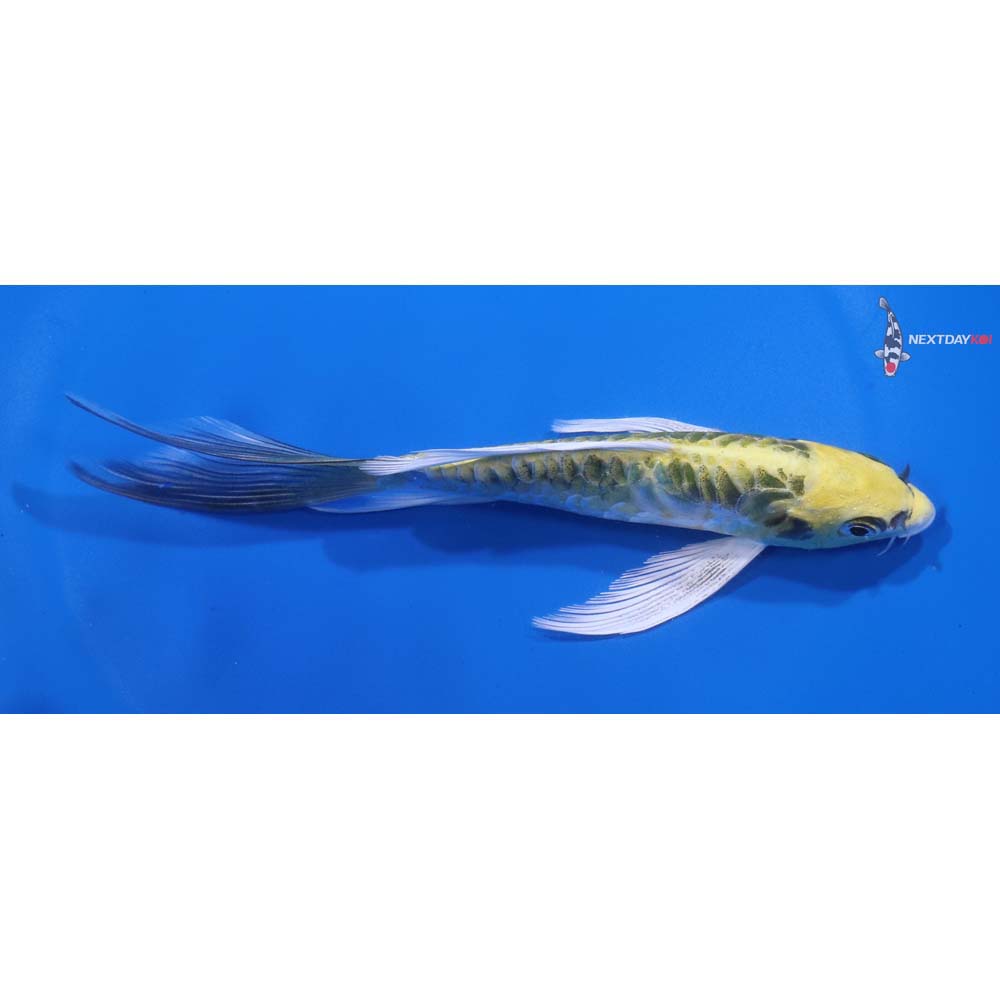 6” Imported Armor Scaled Kujaku Butterfly Koi