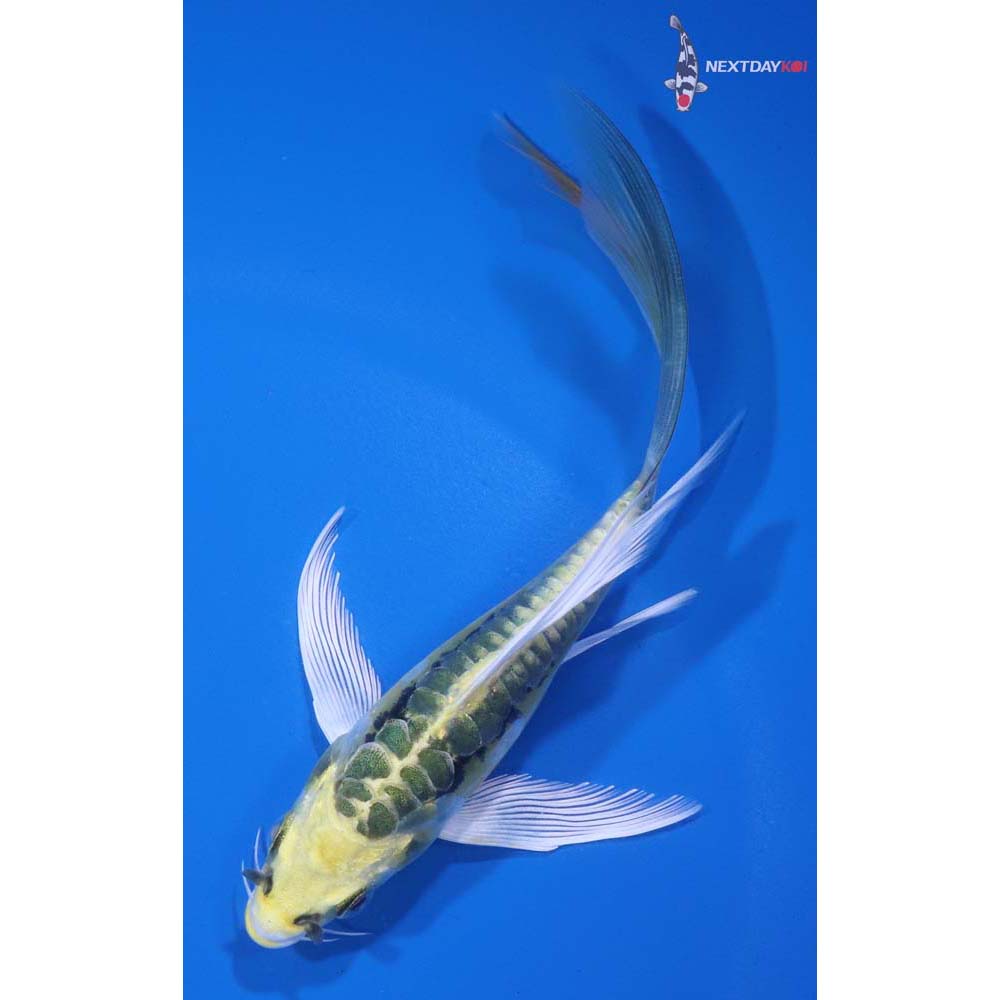 5.5” Imported Kin Kikokuryu Butterfly Koi