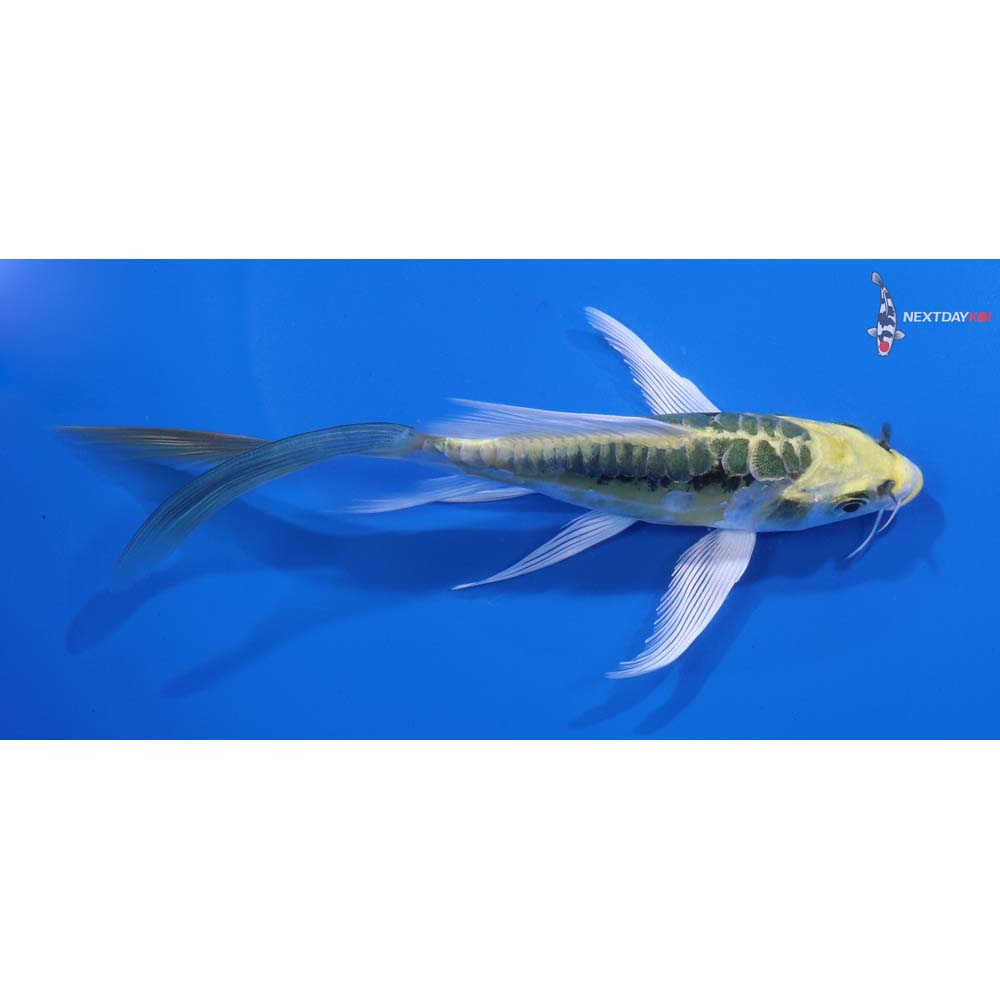 5.5” Imported Kin Kikokuryu Butterfly Koi