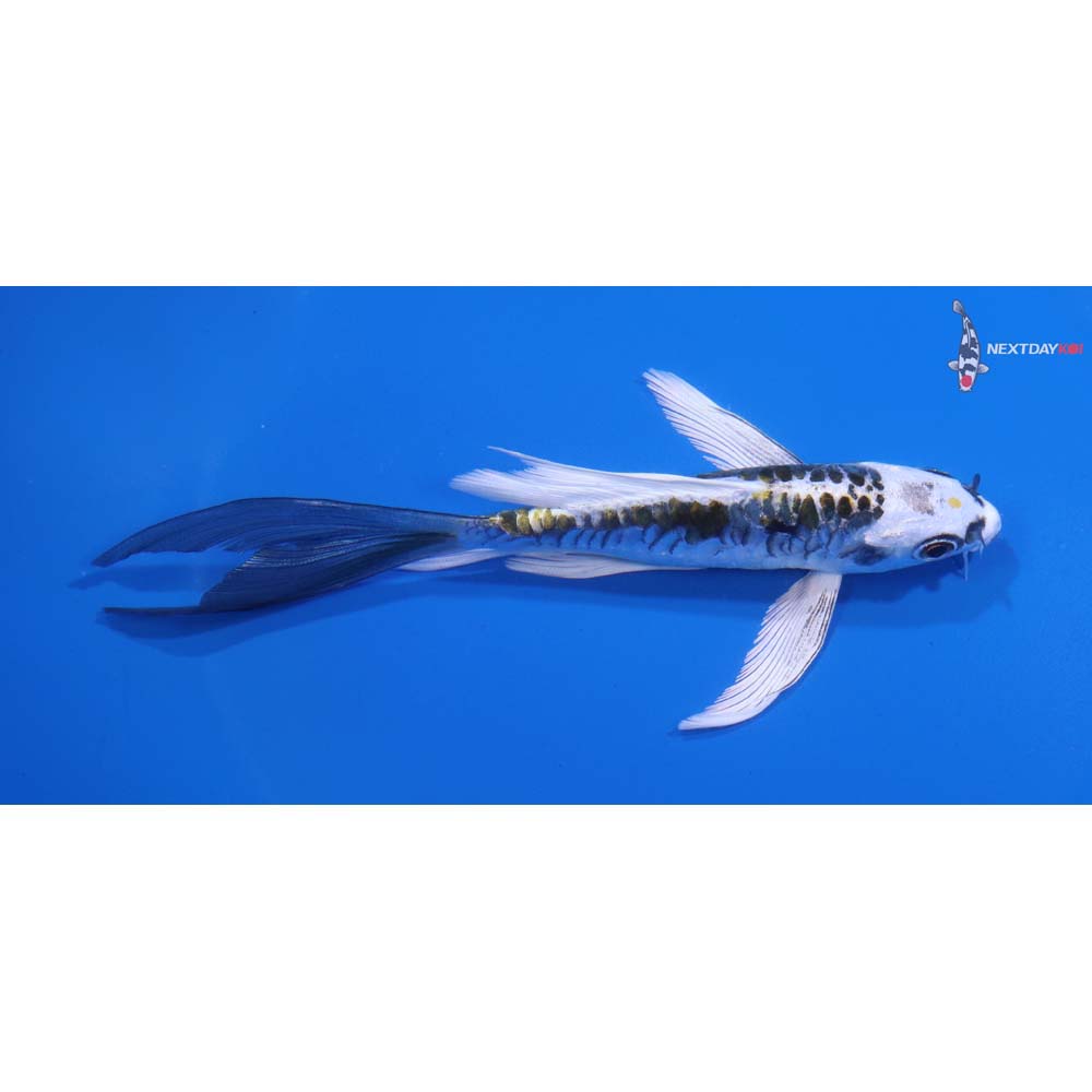 5.5” Imported Armor Scaled Kujaku Butterfly Koi