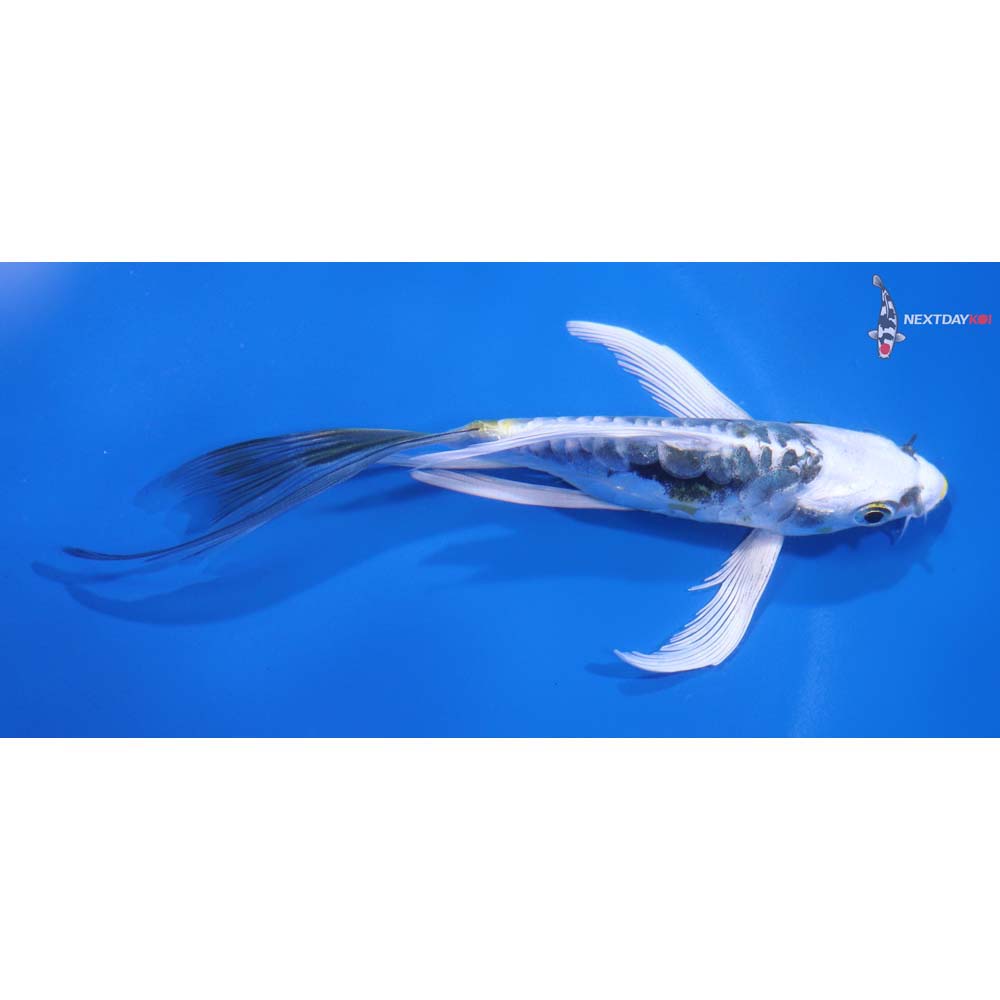 5” Imported Kin Kikokuryu Butterfly Koi