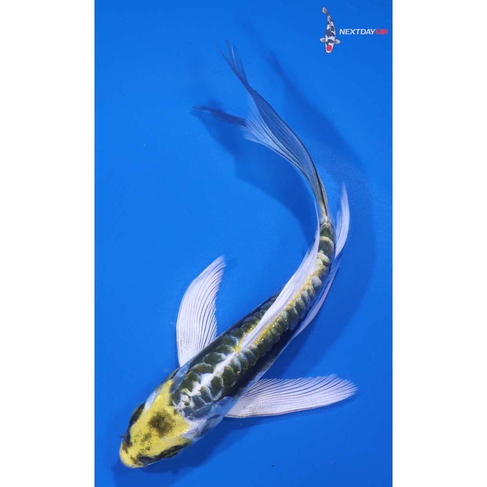 5.5” Imported Kin Kikokuryu Butterfly Koi