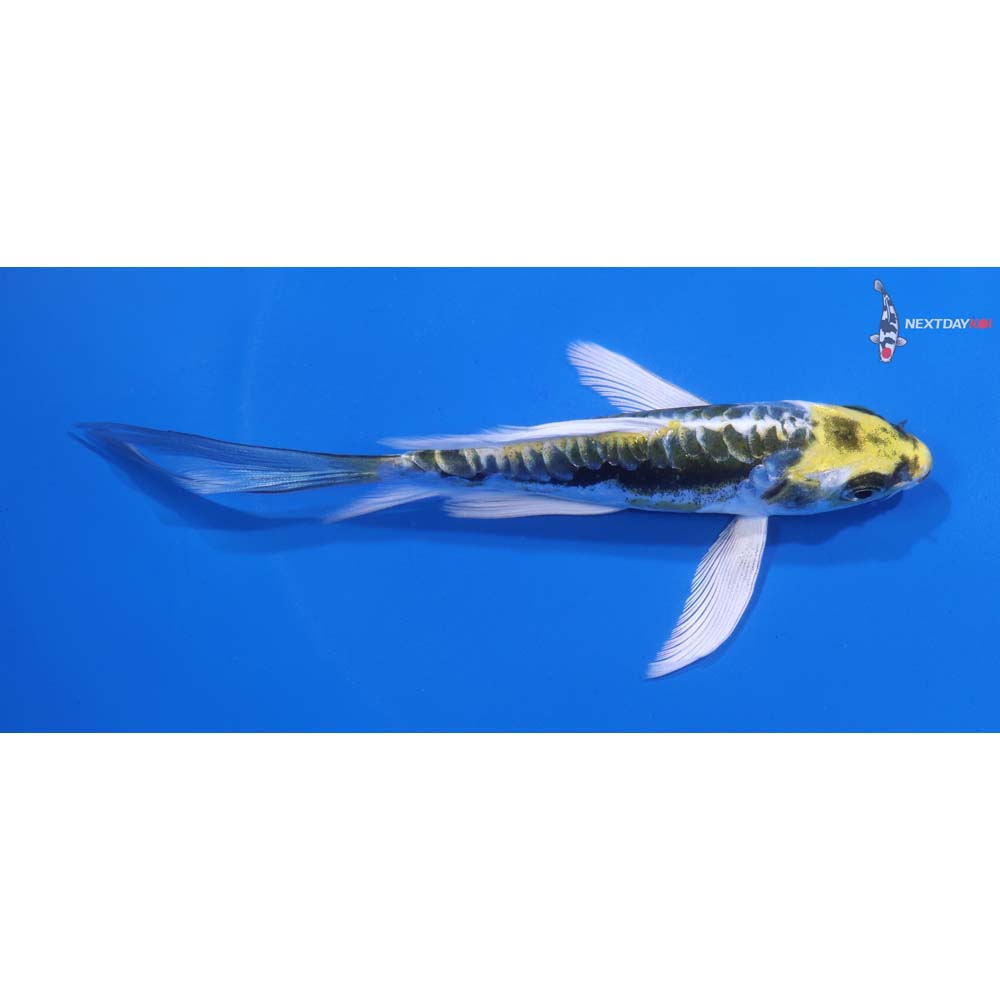 5.5” Imported Kin Kikokuryu Butterfly Koi