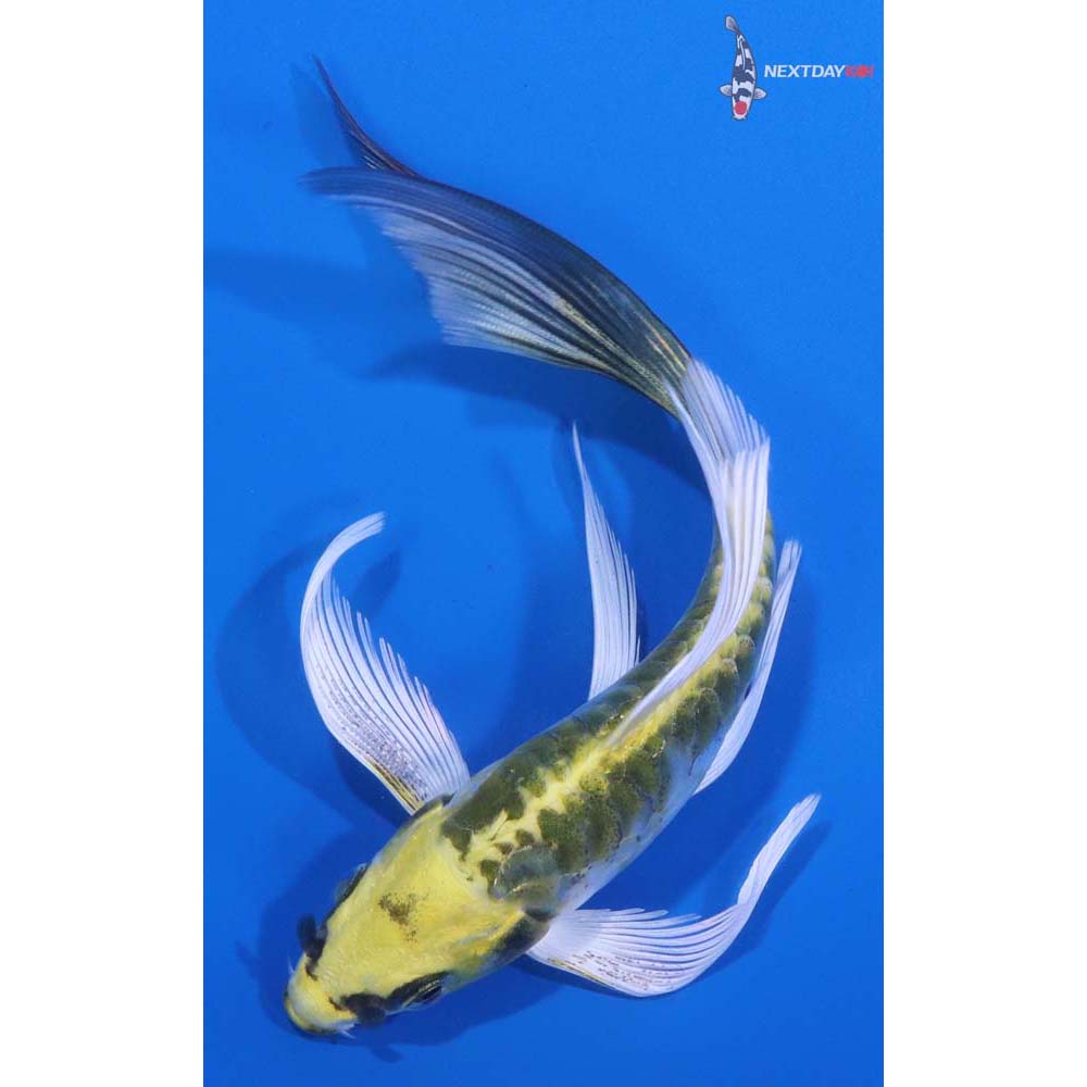 5” Imported Armor Scaled Kujaku Butterfly Koi