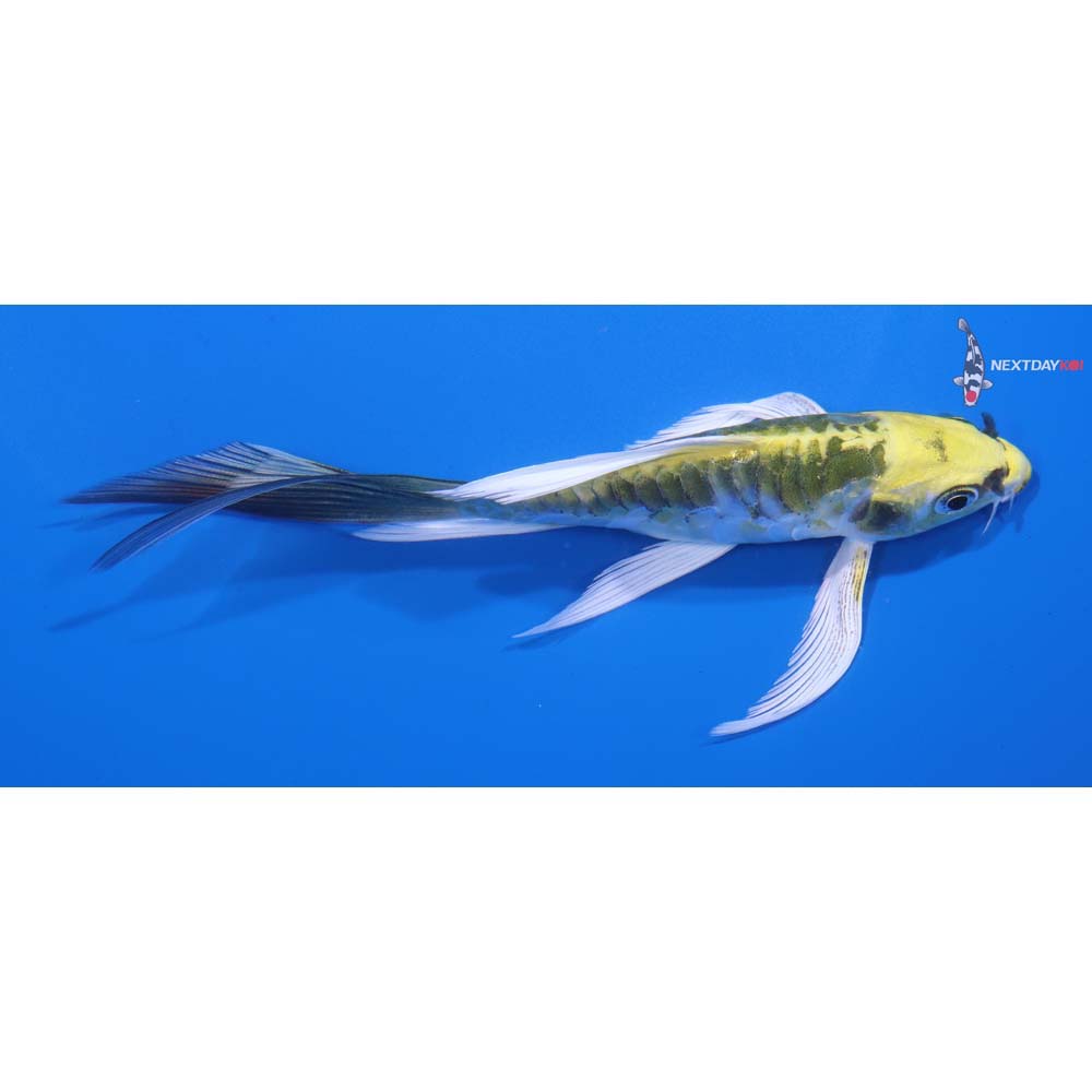 5” Imported Armor Scaled Kujaku Butterfly Koi