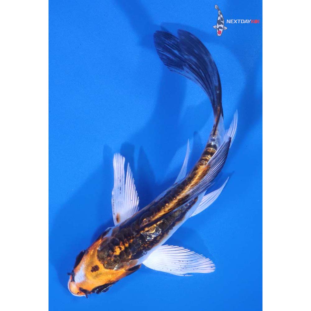 5” Imported Kin Kikokuryu Butterfly Koi