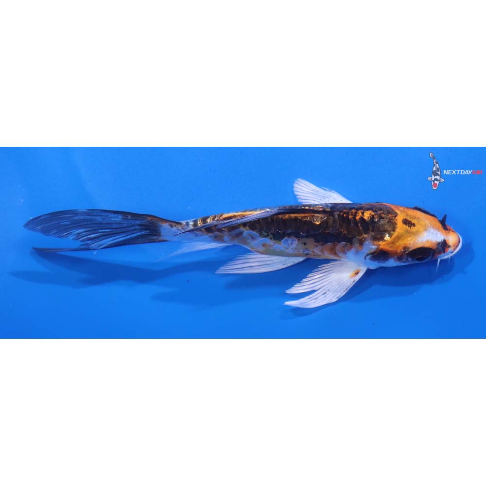 5” Imported Kin Kikokuryu Butterfly Koi