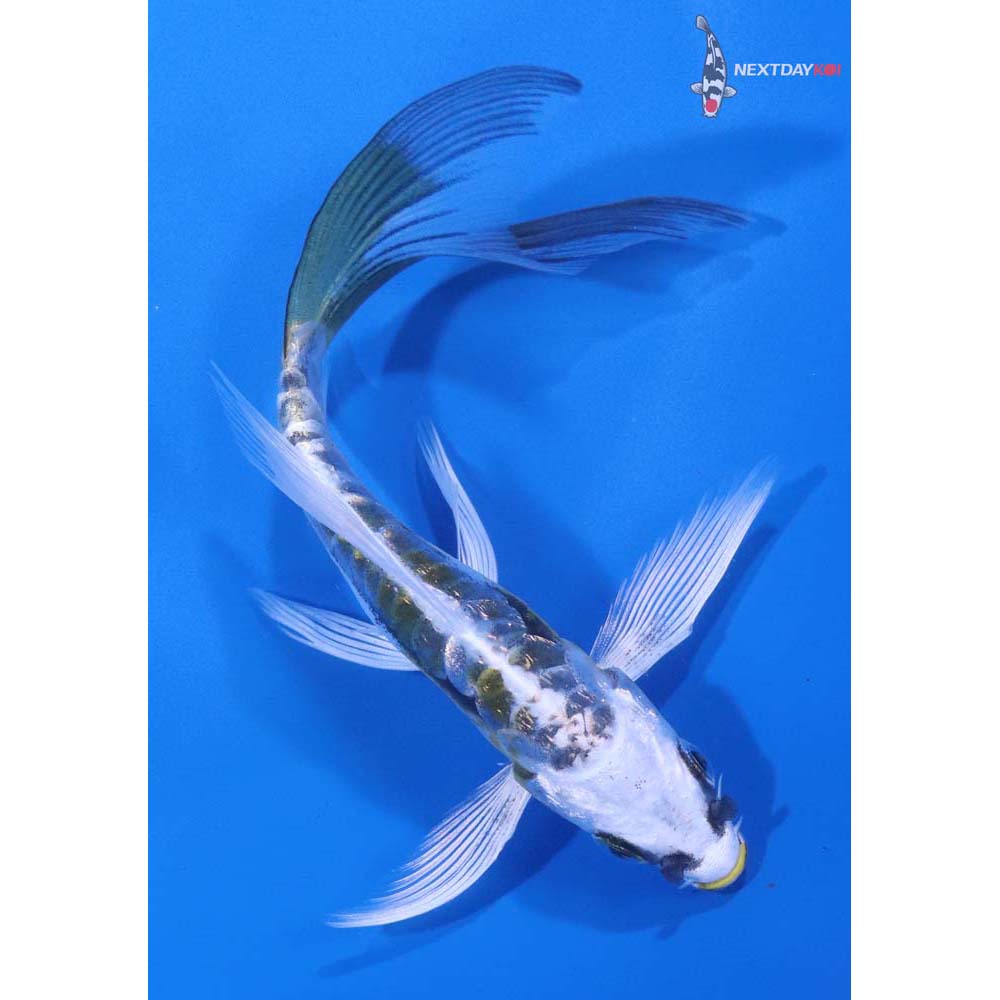 5” Imported Kin Kikokuryu Butterfly Koi