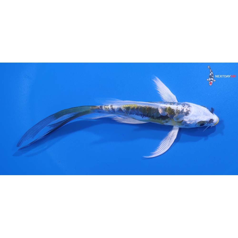 5” Imported Kin Kikokuryu Butterfly Koi