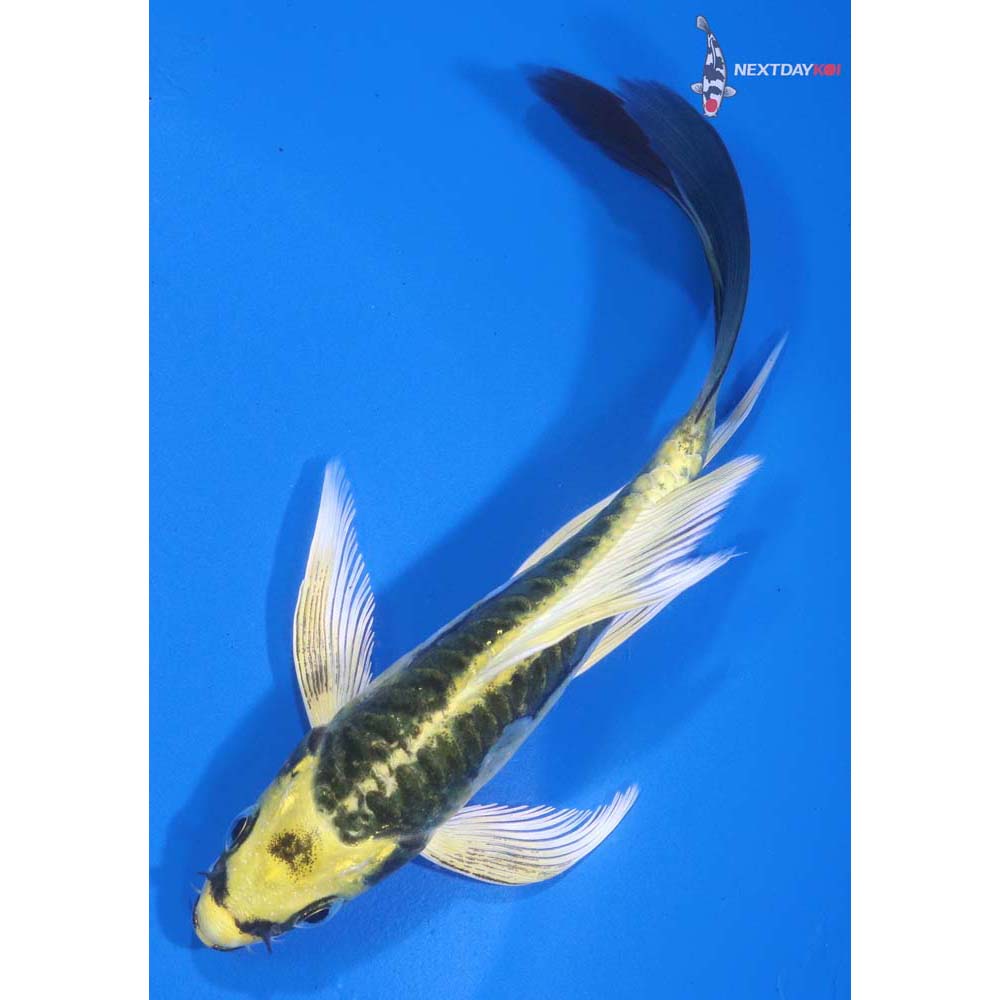 5” Imported Kin Kikokuryu Butterfly Koi