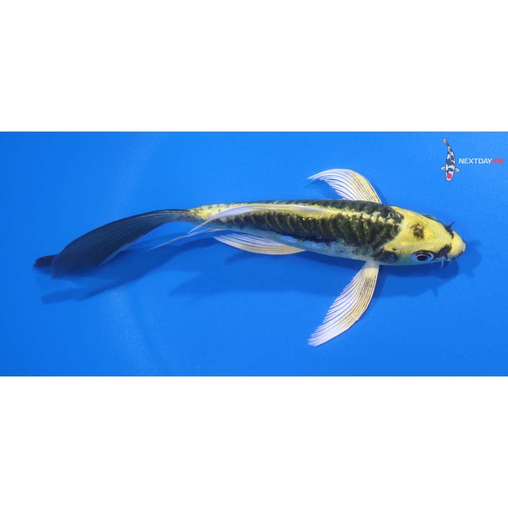 5” Imported Kin Kikokuryu Butterfly Koi