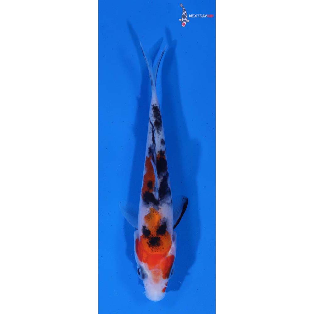 3” Imported Sanke
