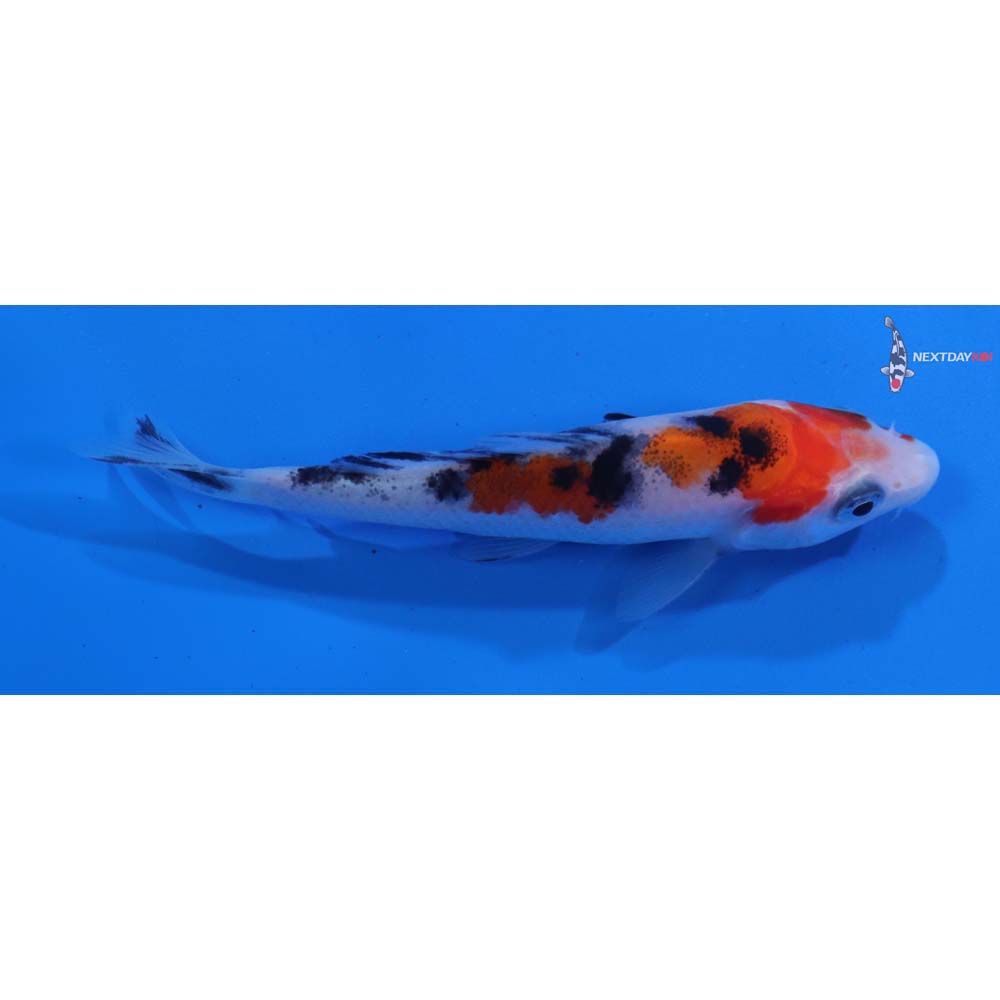 3” Imported Sanke