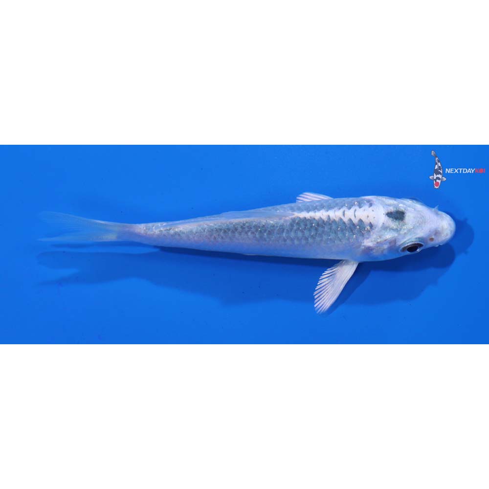 3.5” Imported Gin Matsuba