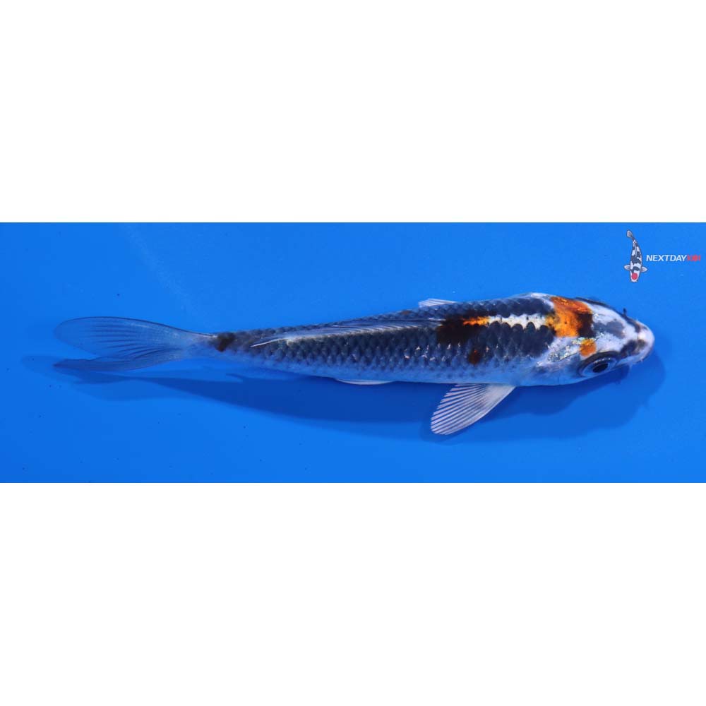 3.5” Imported Kujaku