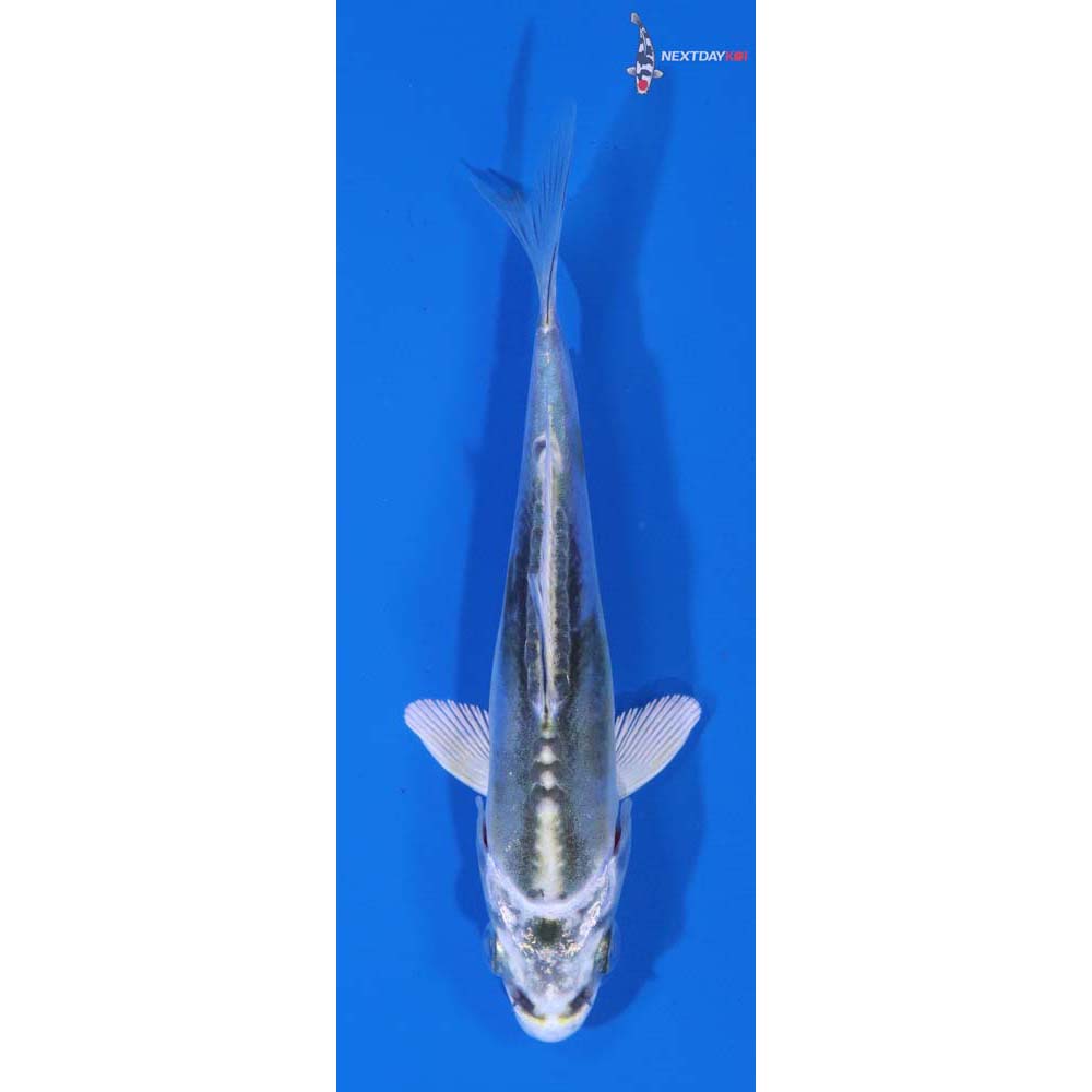 3.5” Imported Doitsu Kujaku