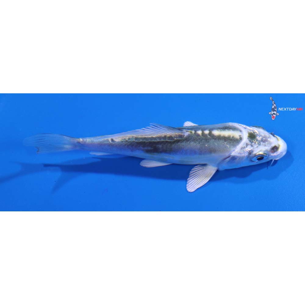 3.5” Imported Doitsu Kujaku