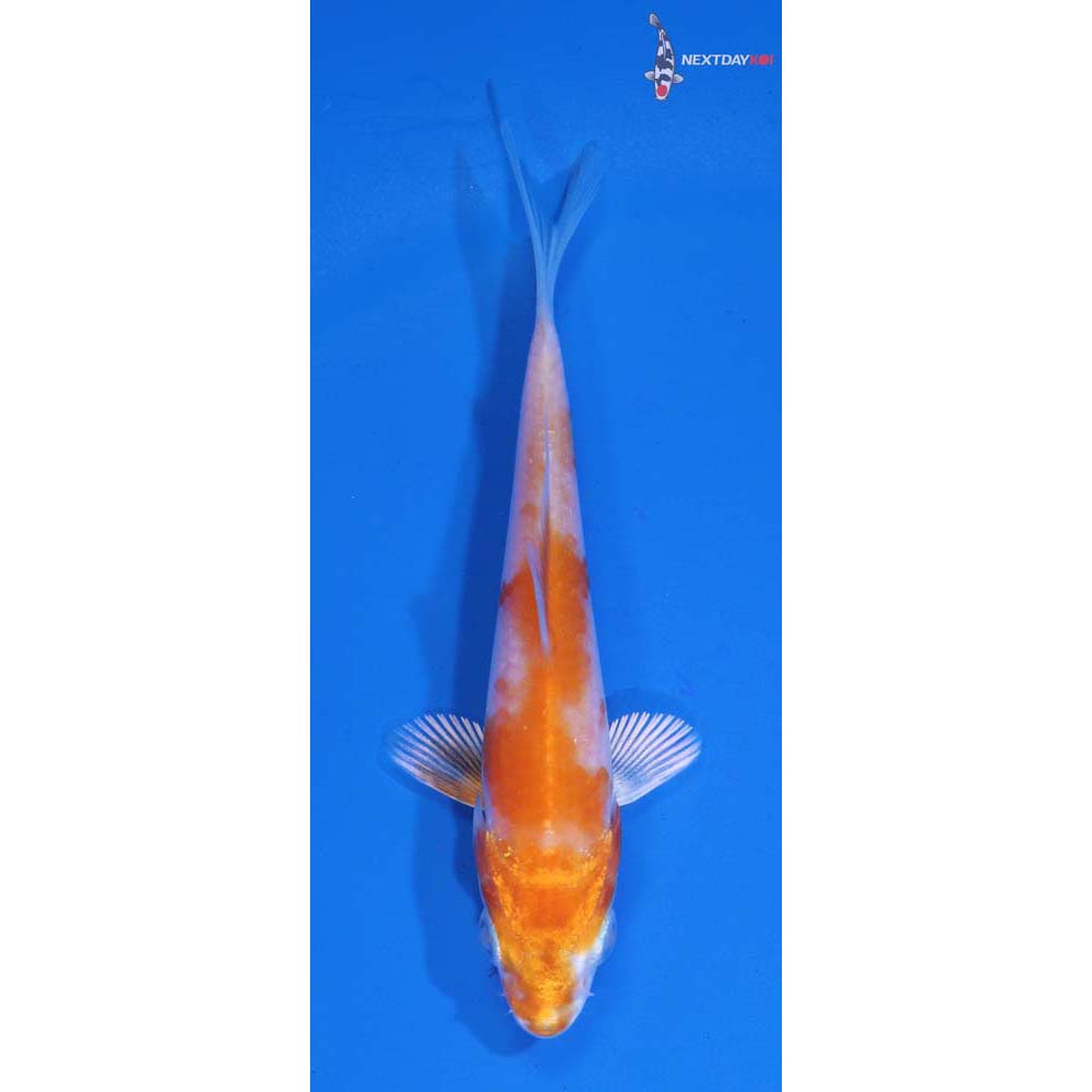 3.5” Imported Hariwake