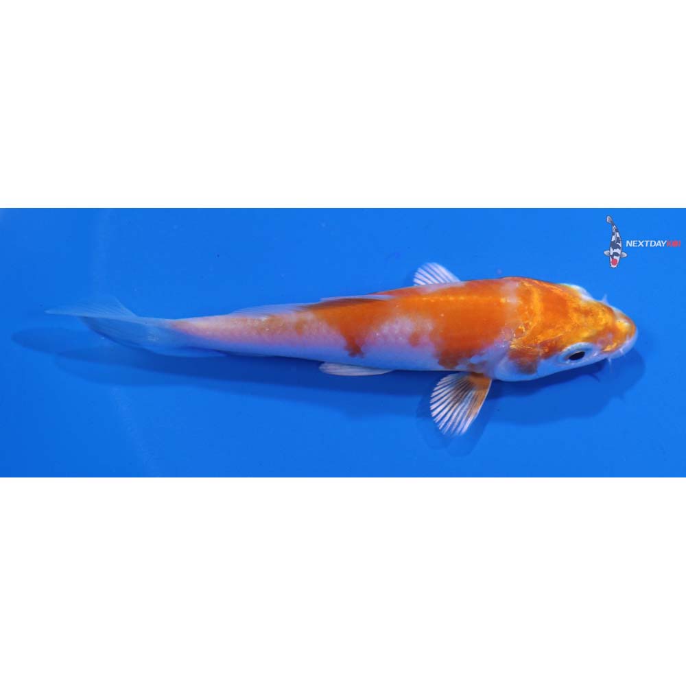 3.5” Imported Hariwake
