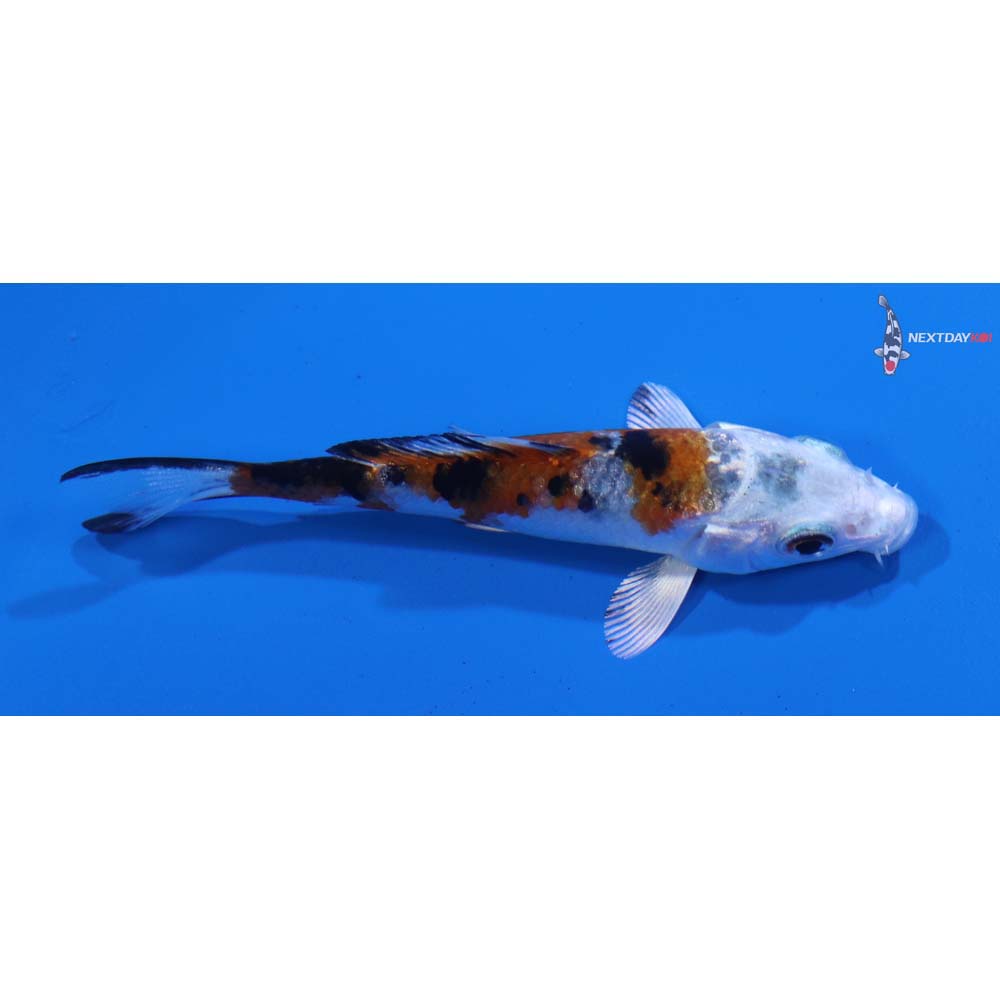 3” Imported Yamato Nishiki