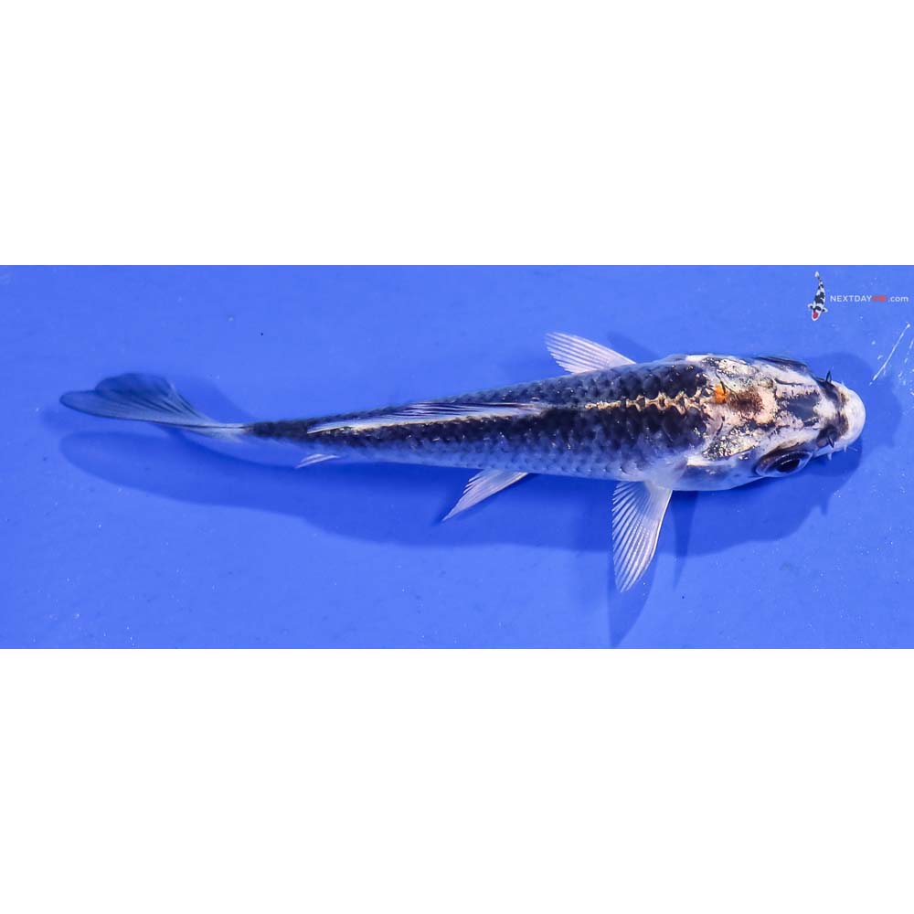3” Imported Kujaku