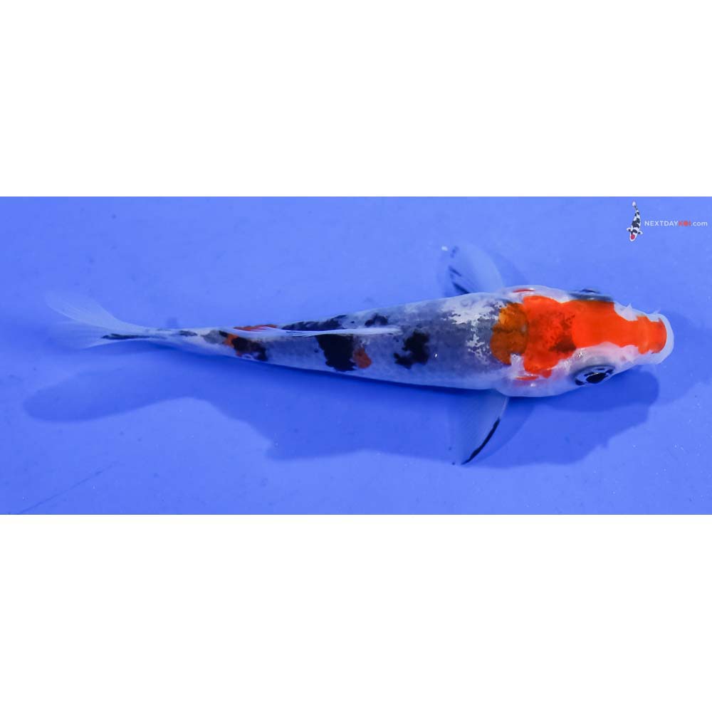 3” Imported Sanke