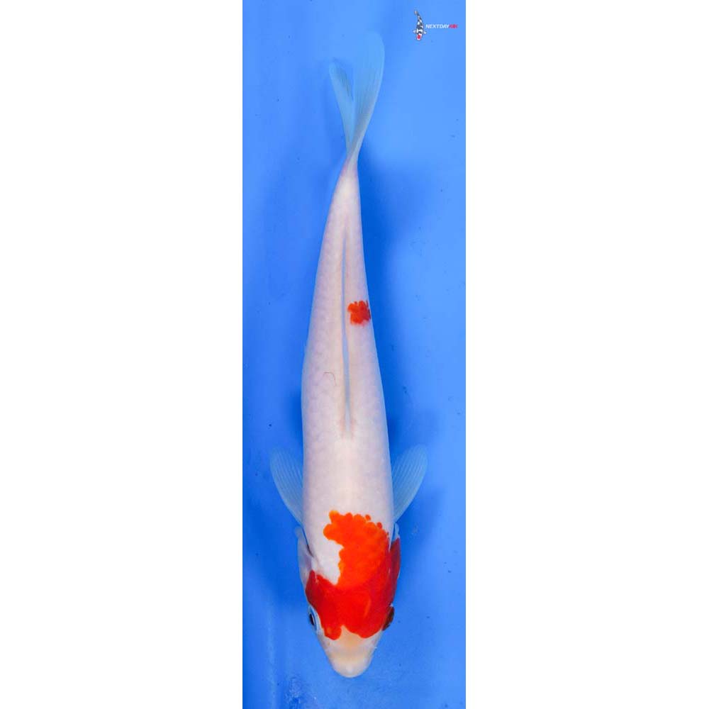 8.5” Imported Kohaku