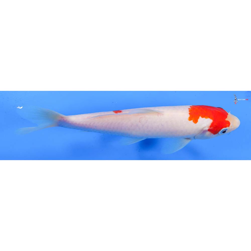 8.5” Imported Kohaku
