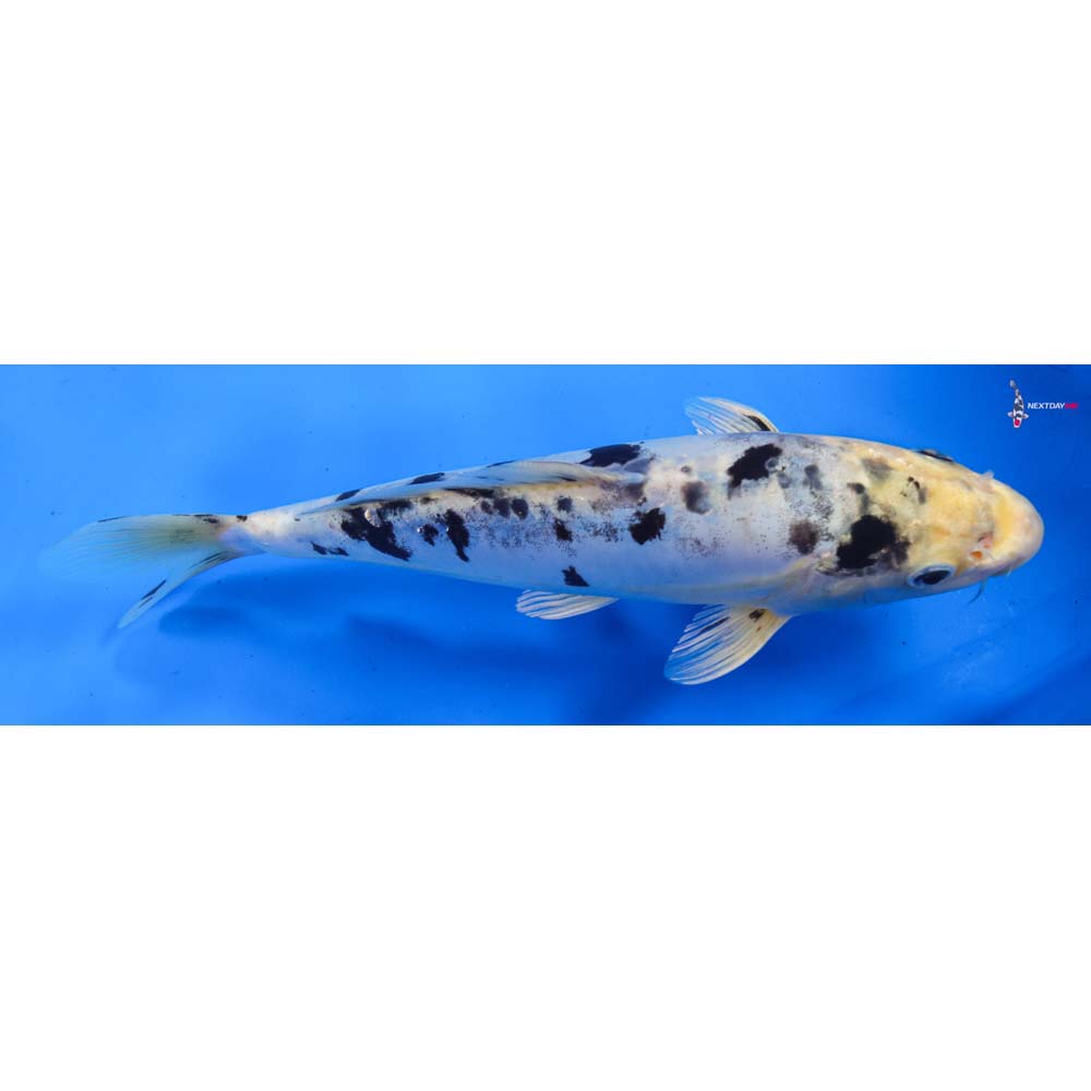 9” Imported Doitsu Gin Shiro Bekko