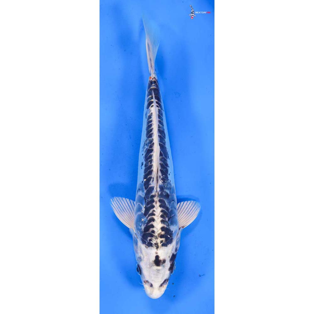 9.5” Imported Doitsu Gin Matsuba